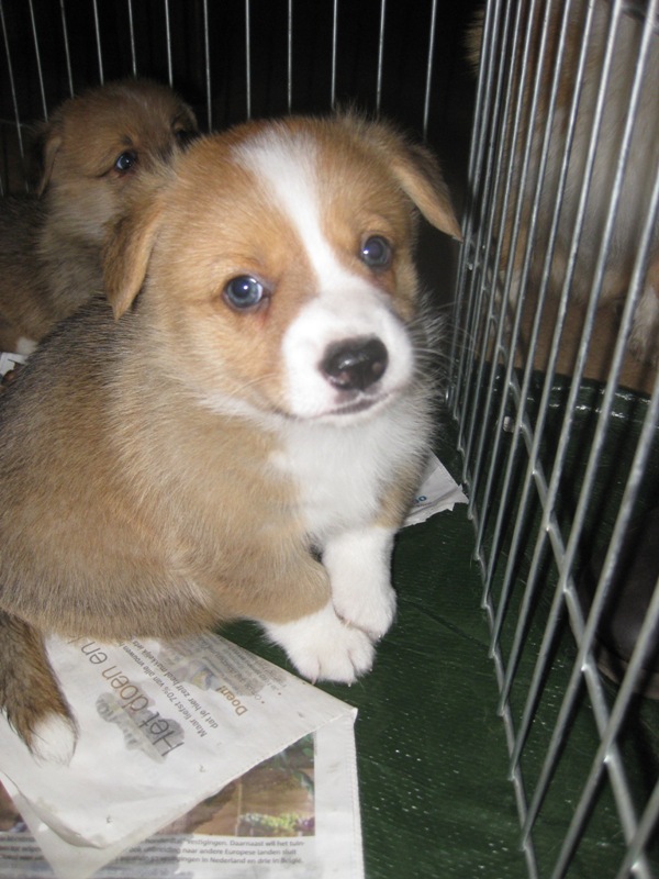 Puppies